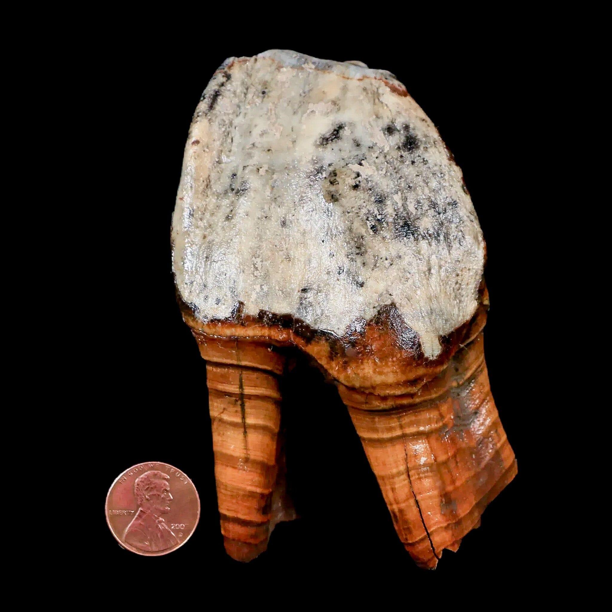 4.2" Woolly Rhinoceros Fossil Rooted Tooth Pleistocene Age Megafauna Russia COA - Fossil Age Minerals