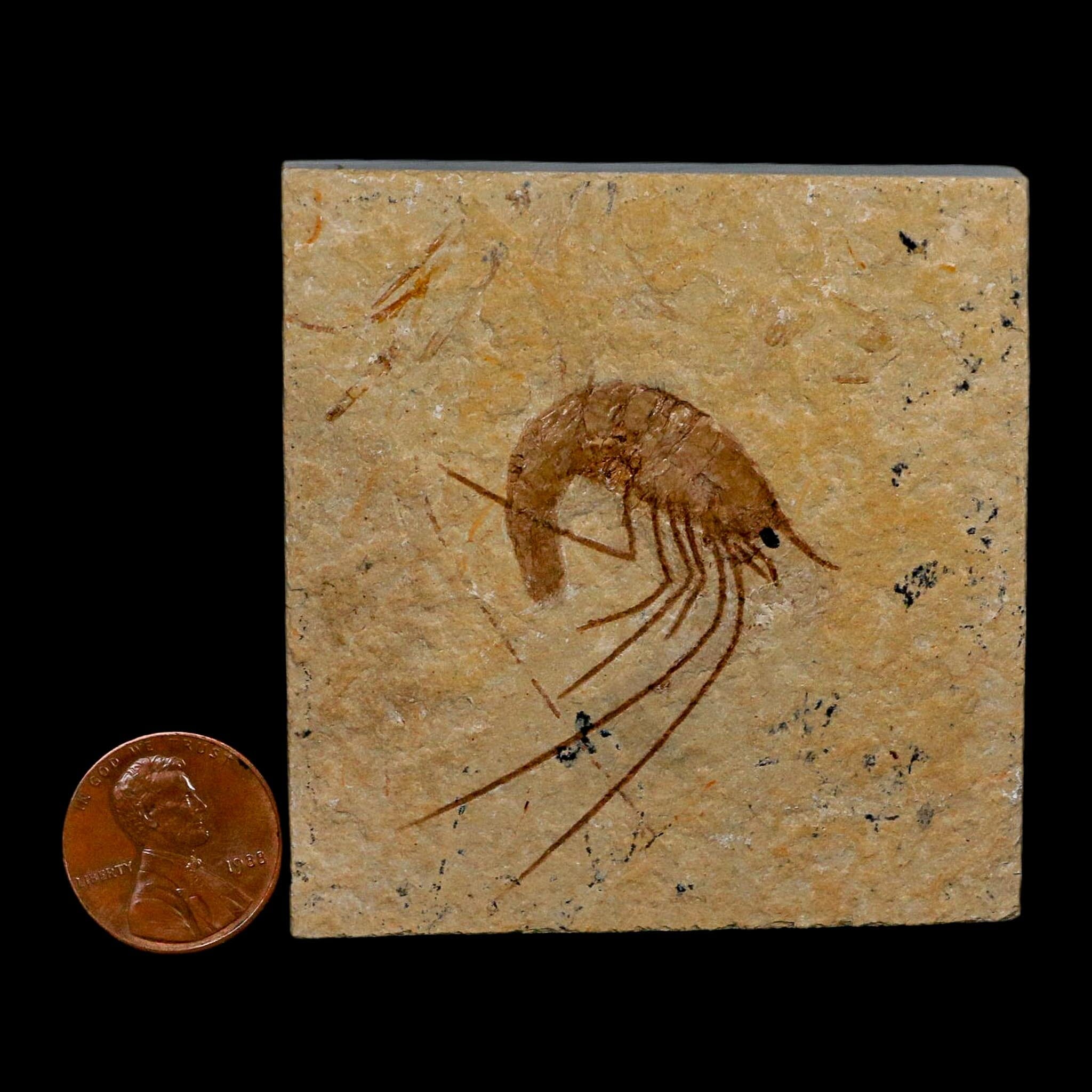 1.7" Fossil Shrimp Carpopenaeus Cretaceous Age 100 Mil Yrs Old Lebanon COA