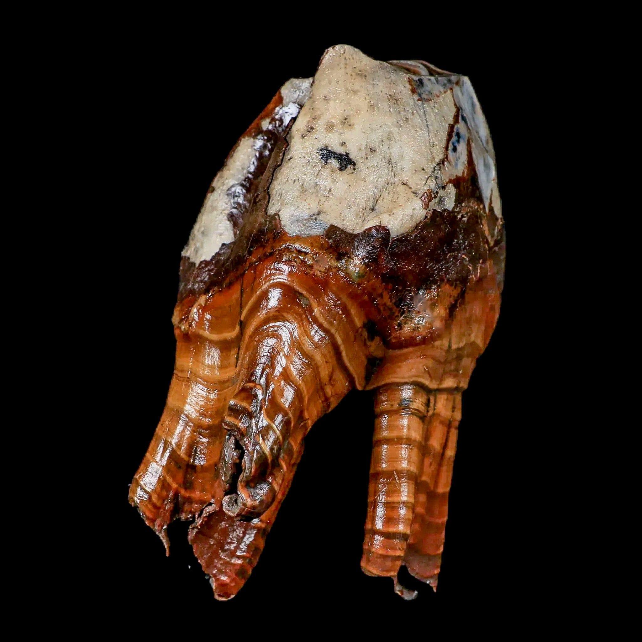 4.2" Woolly Rhinoceros Fossil Rooted Tooth Pleistocene Age Megafauna Russia COA - Fossil Age Minerals