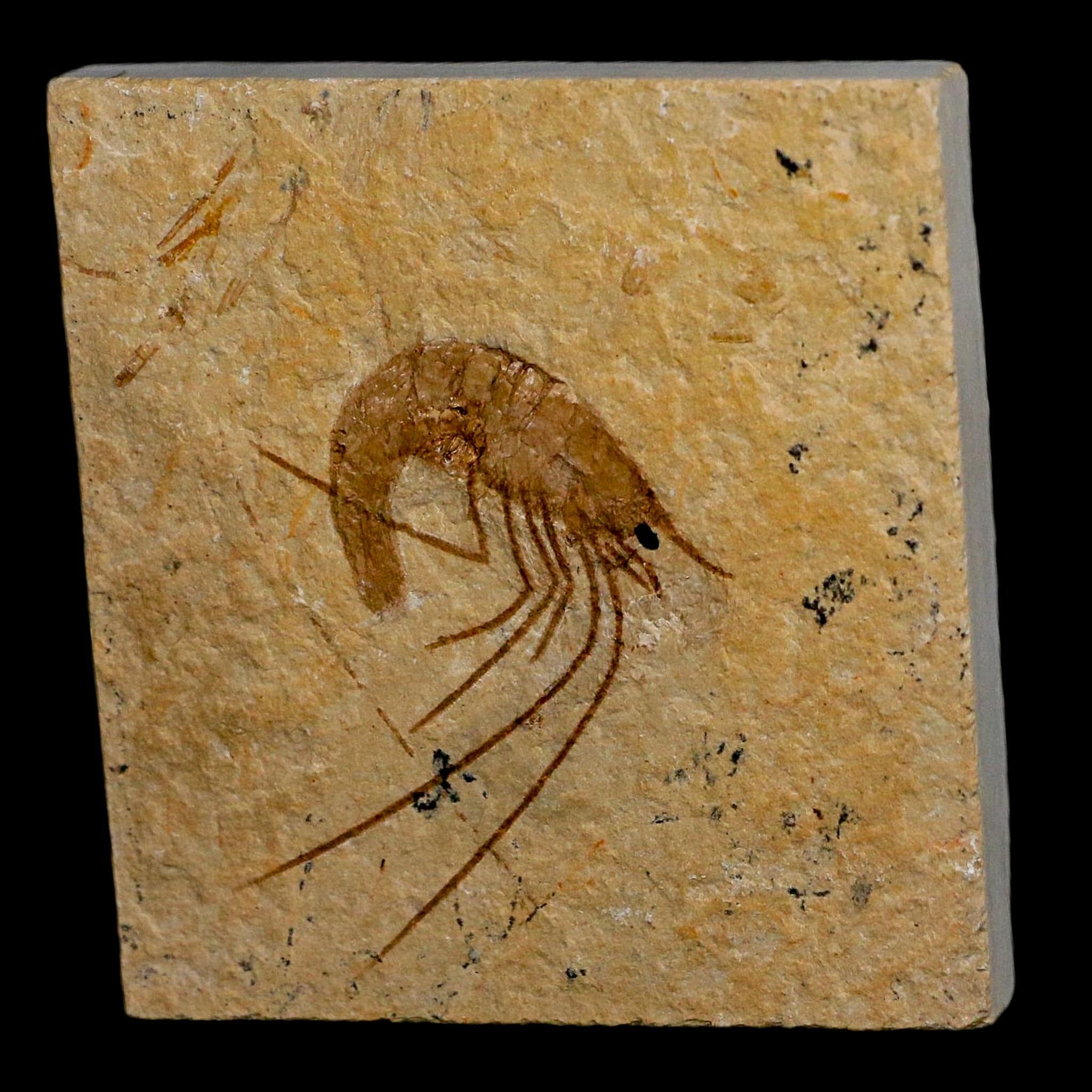 1.7" Fossil Shrimp Carpopenaeus Cretaceous Age 100 Mil Yrs Old Lebanon COA