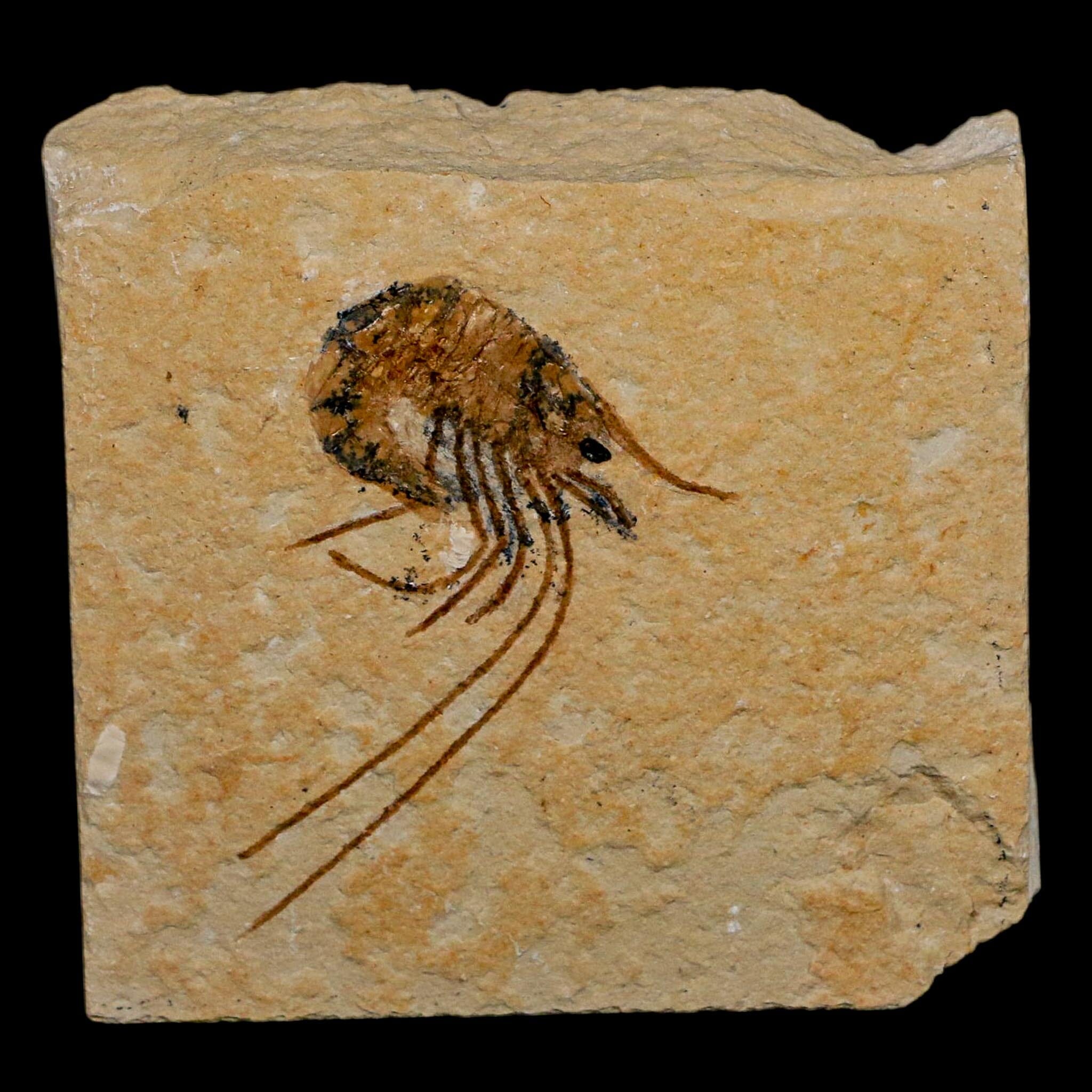 1.7" Fossil Shrimp Carpopenaeus Cretaceous Age 100 Mil Yrs Old Lebanon COA - Fossil Age Minerals