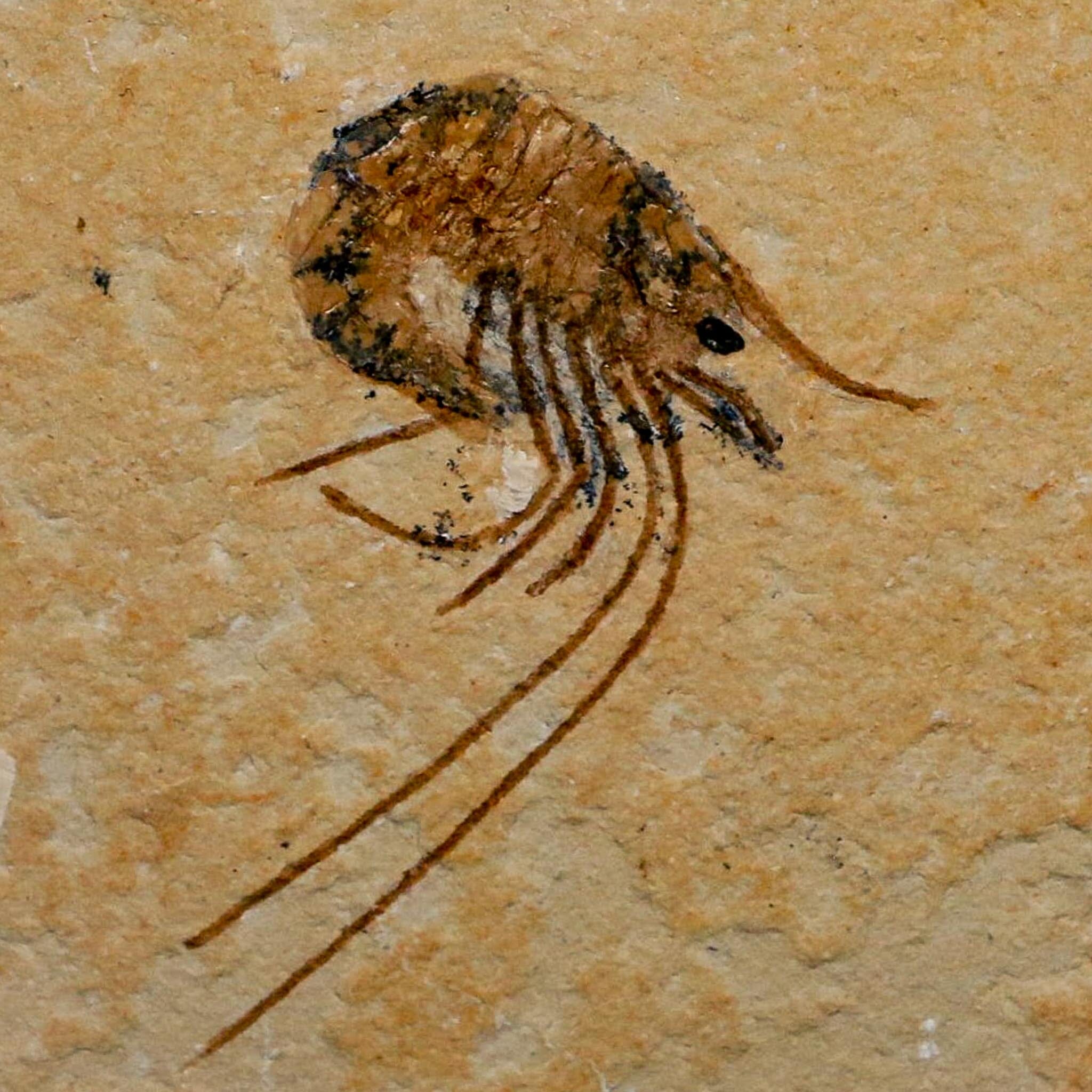 1.7" Fossil Shrimp Carpopenaeus Cretaceous Age 100 Mil Yrs Old Lebanon COA - Fossil Age Minerals