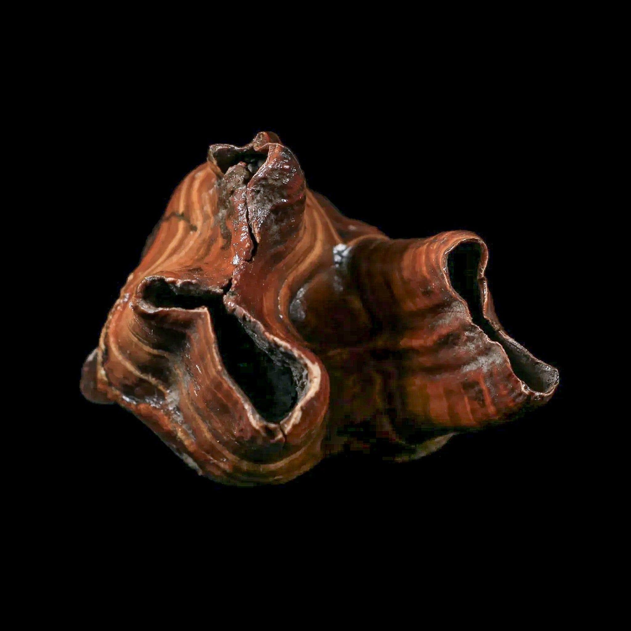 4.2" Woolly Rhinoceros Fossil Rooted Tooth Pleistocene Age Megafauna Russia COA - Fossil Age Minerals