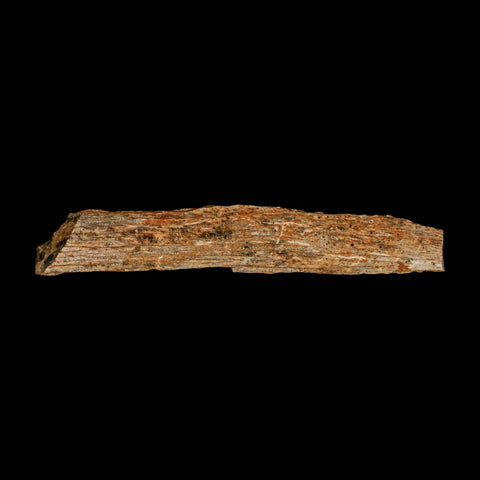 4.1" Corythosaurus Fossil Limb Bone Section Judith River Cretaceous Dinosaur COA - Fossil Age Minerals