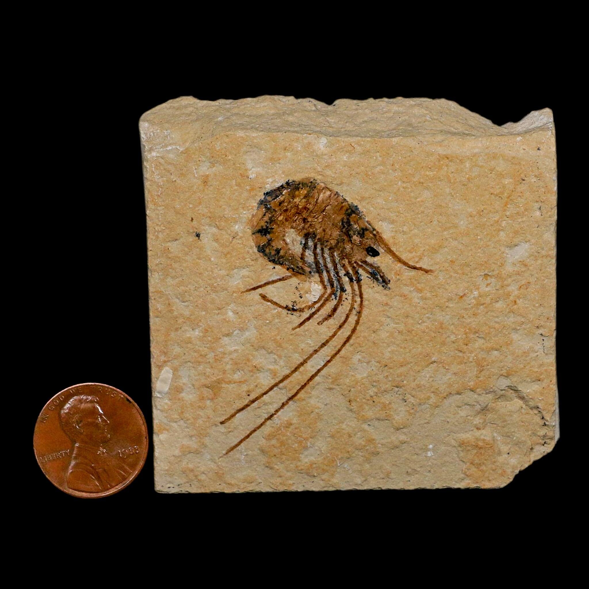 1.7" Fossil Shrimp Carpopenaeus Cretaceous Age 100 Mil Yrs Old Lebanon COA - Fossil Age Minerals