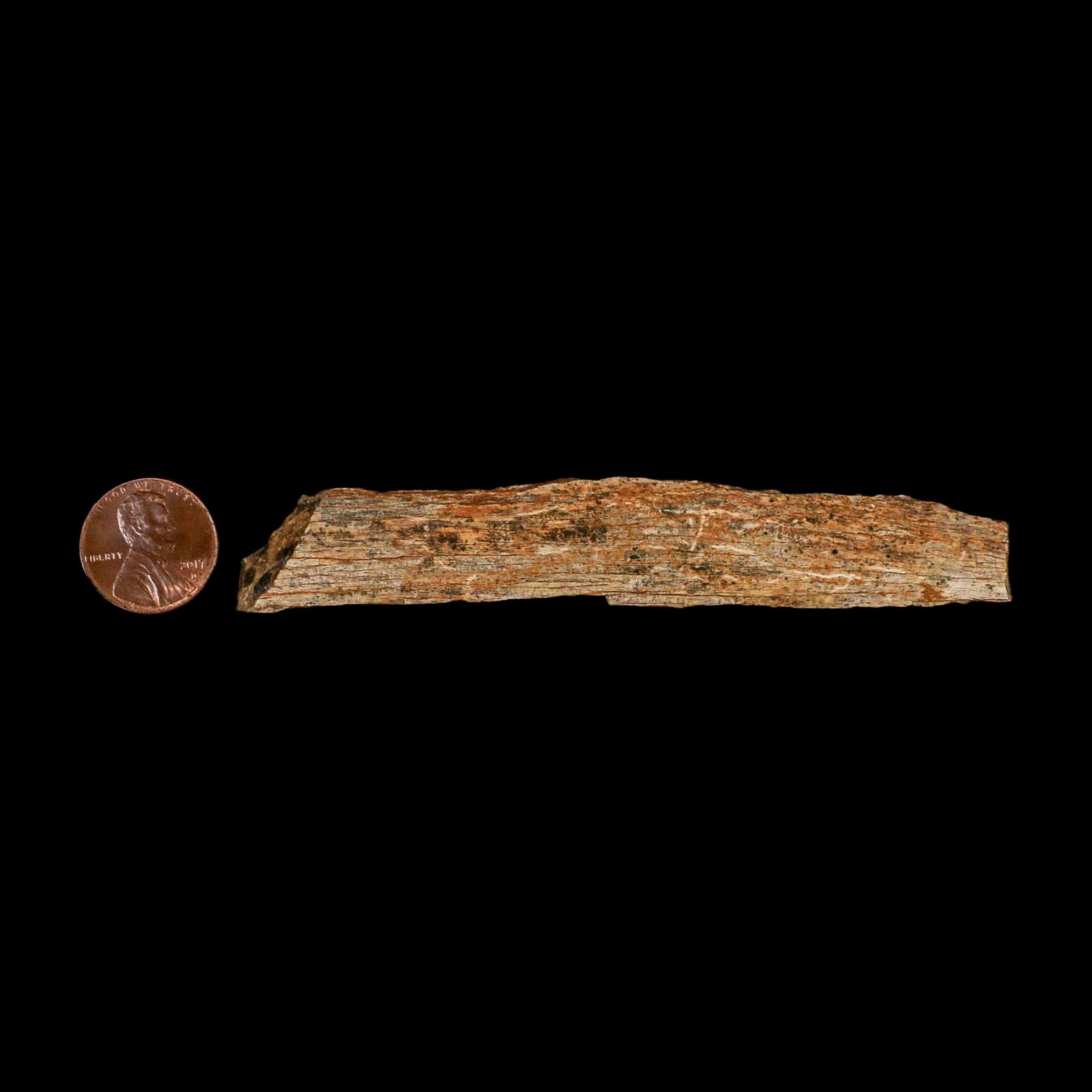 4.1" Corythosaurus Fossil Limb Bone Section Judith River Cretaceous Dinosaur COA - Fossil Age Minerals