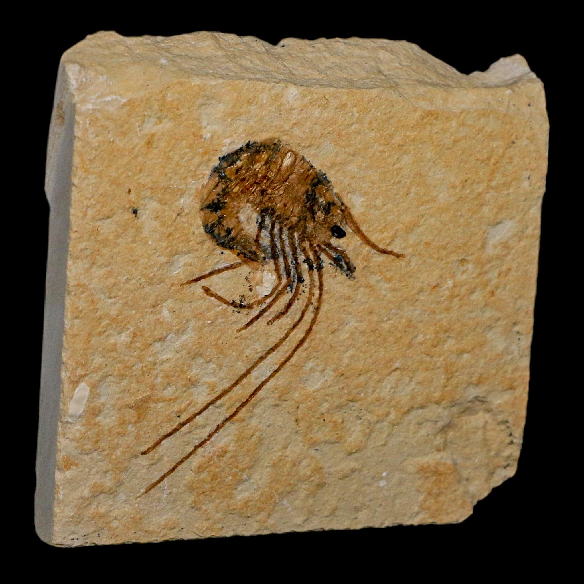 1.7" Fossil Shrimp Carpopenaeus Cretaceous Age 100 Mil Yrs Old Lebanon COA - Fossil Age Minerals