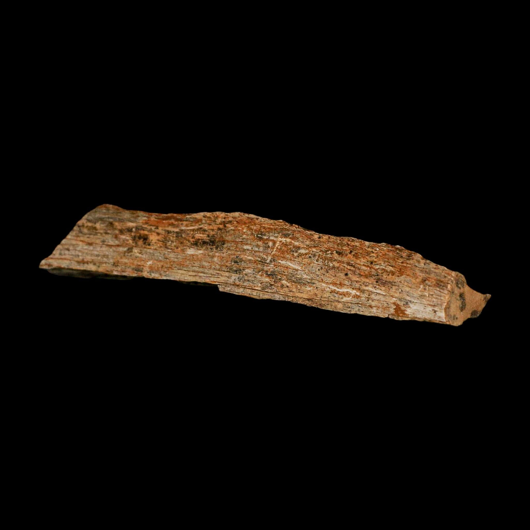 4.1" Corythosaurus Fossil Limb Bone Section Judith River Cretaceous Dinosaur COA - Fossil Age Minerals