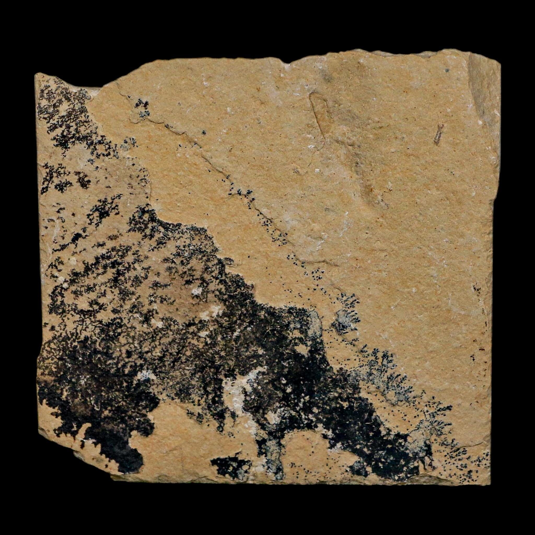 1.7" Fossil Shrimp Carpopenaeus Cretaceous Age 100 Mil Yrs Old Lebanon COA - Fossil Age Minerals