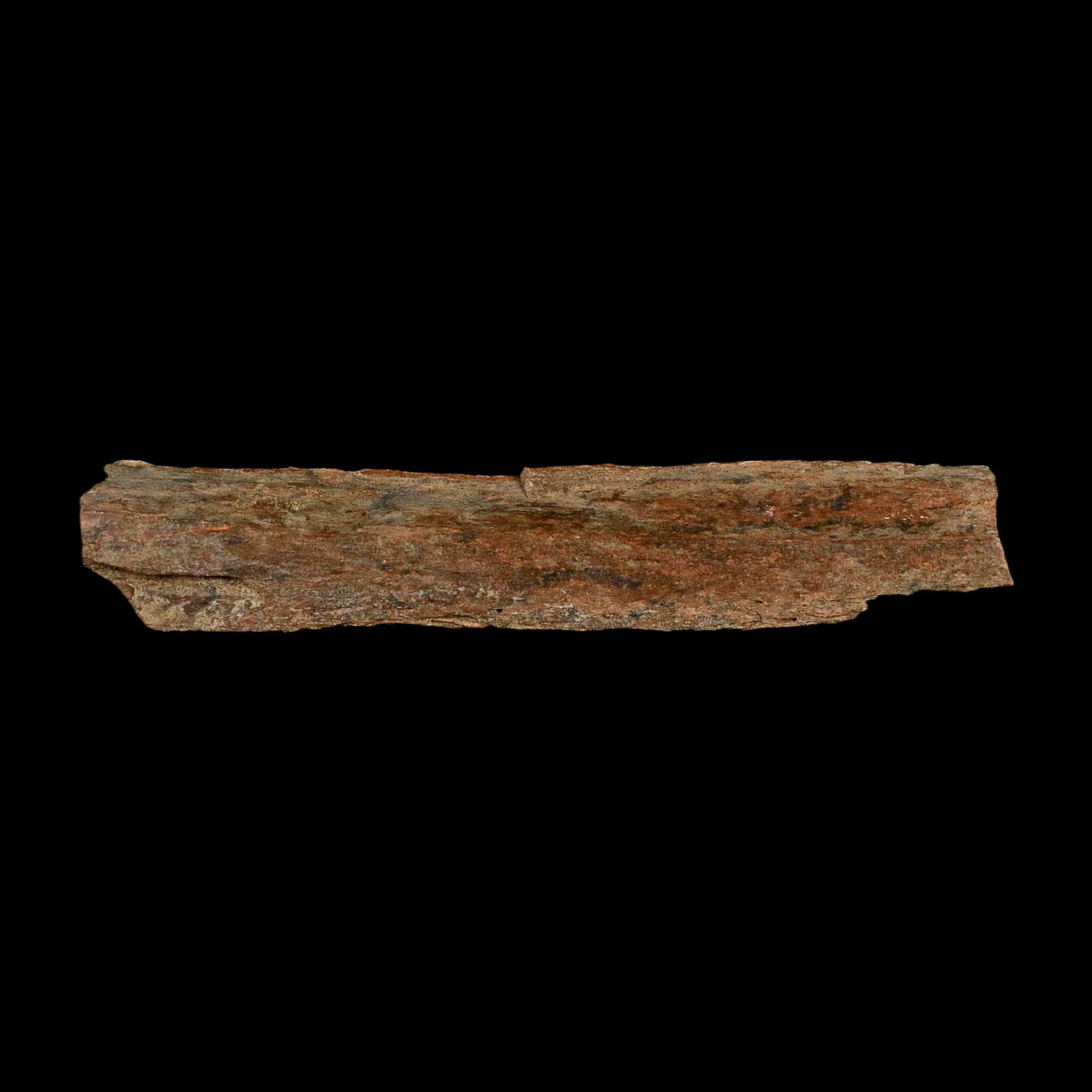 4.1" Corythosaurus Fossil Limb Bone Section Judith River Cretaceous Dinosaur COA - Fossil Age Minerals