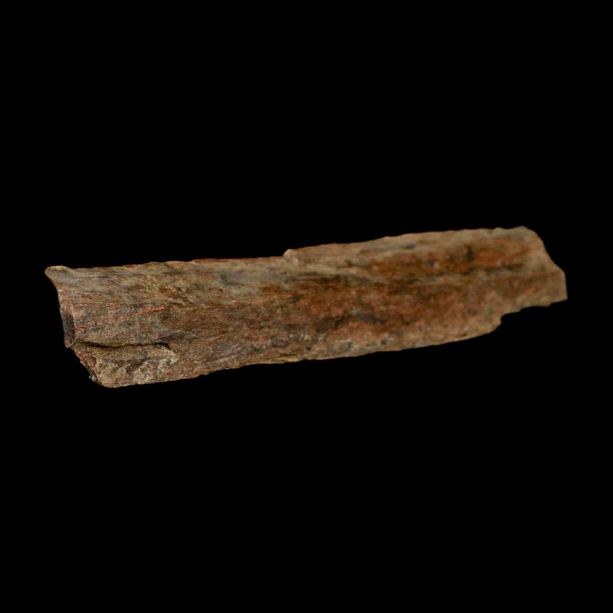 4.1" Corythosaurus Fossil Limb Bone Section Judith River Cretaceous Dinosaur COA - Fossil Age Minerals