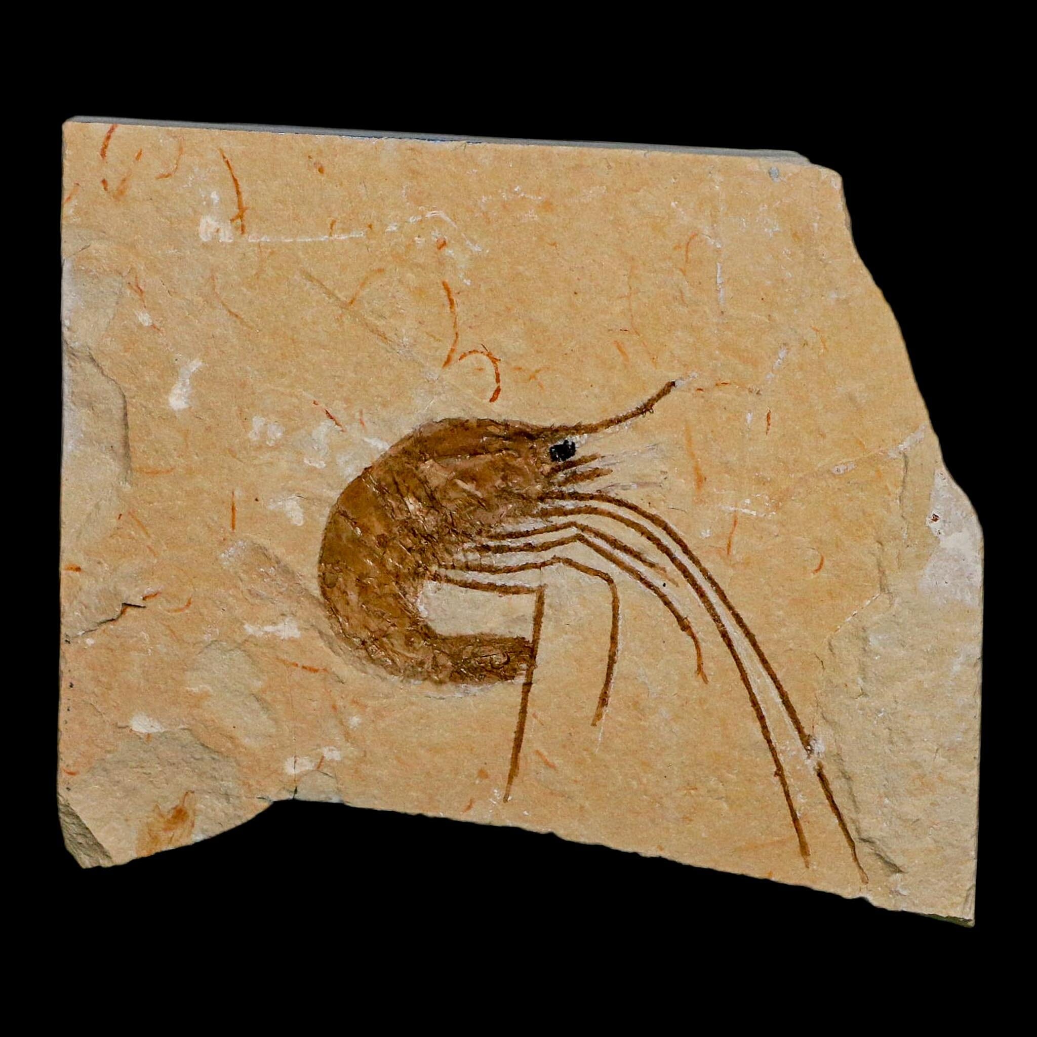 1.7" Fossil Shrimp Carpopenaeus Cretaceous Age 100 Mil Yrs Old Lebanon COA - Fossil Age Minerals