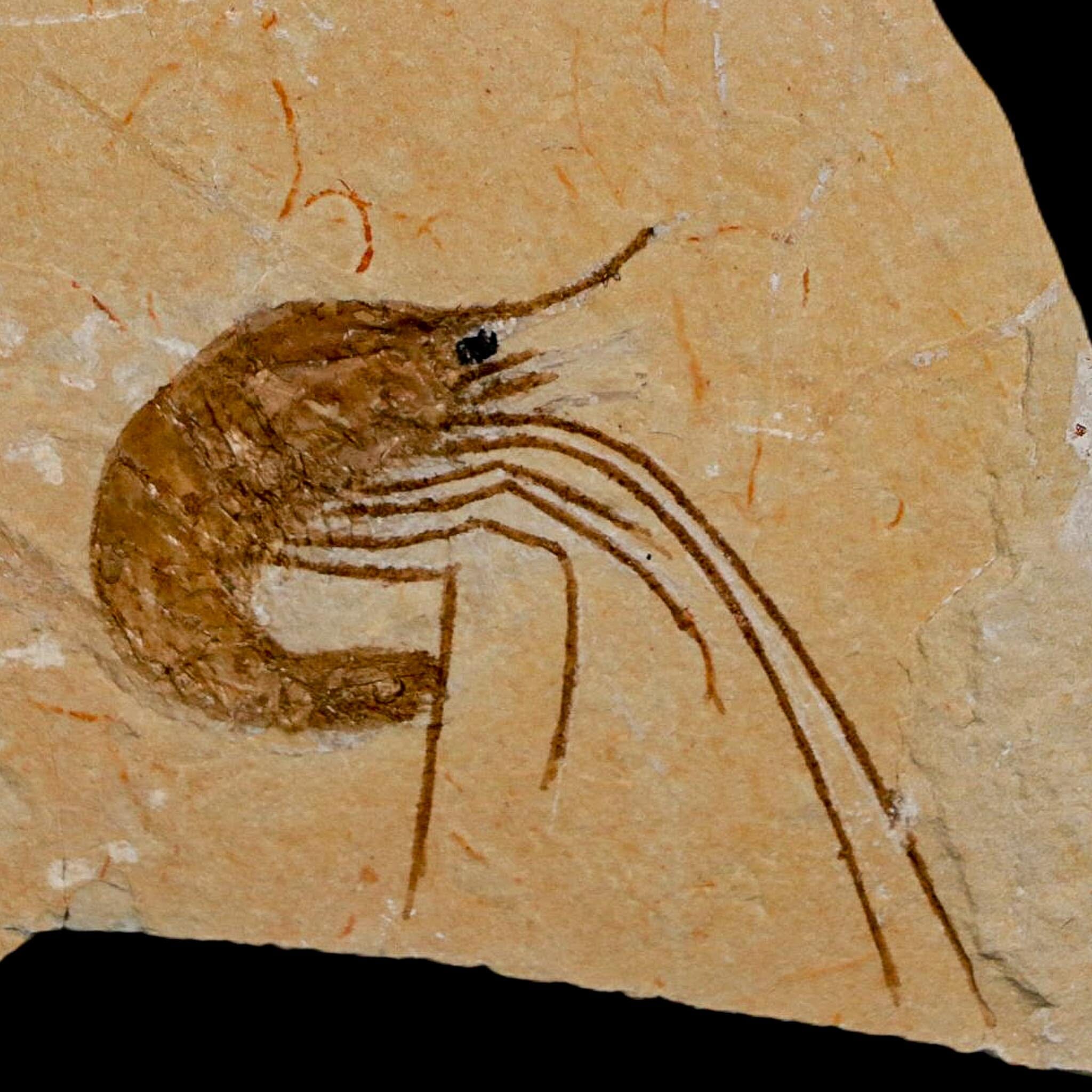 1.7" Fossil Shrimp Carpopenaeus Cretaceous Age 100 Mil Yrs Old Lebanon COA - Fossil Age Minerals