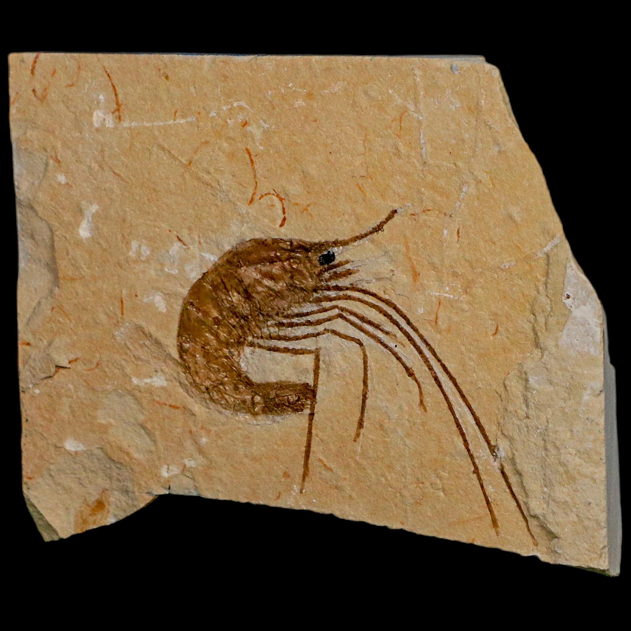 1.7" Fossil Shrimp Carpopenaeus Cretaceous Age 100 Mil Yrs Old Lebanon COA - Fossil Age Minerals