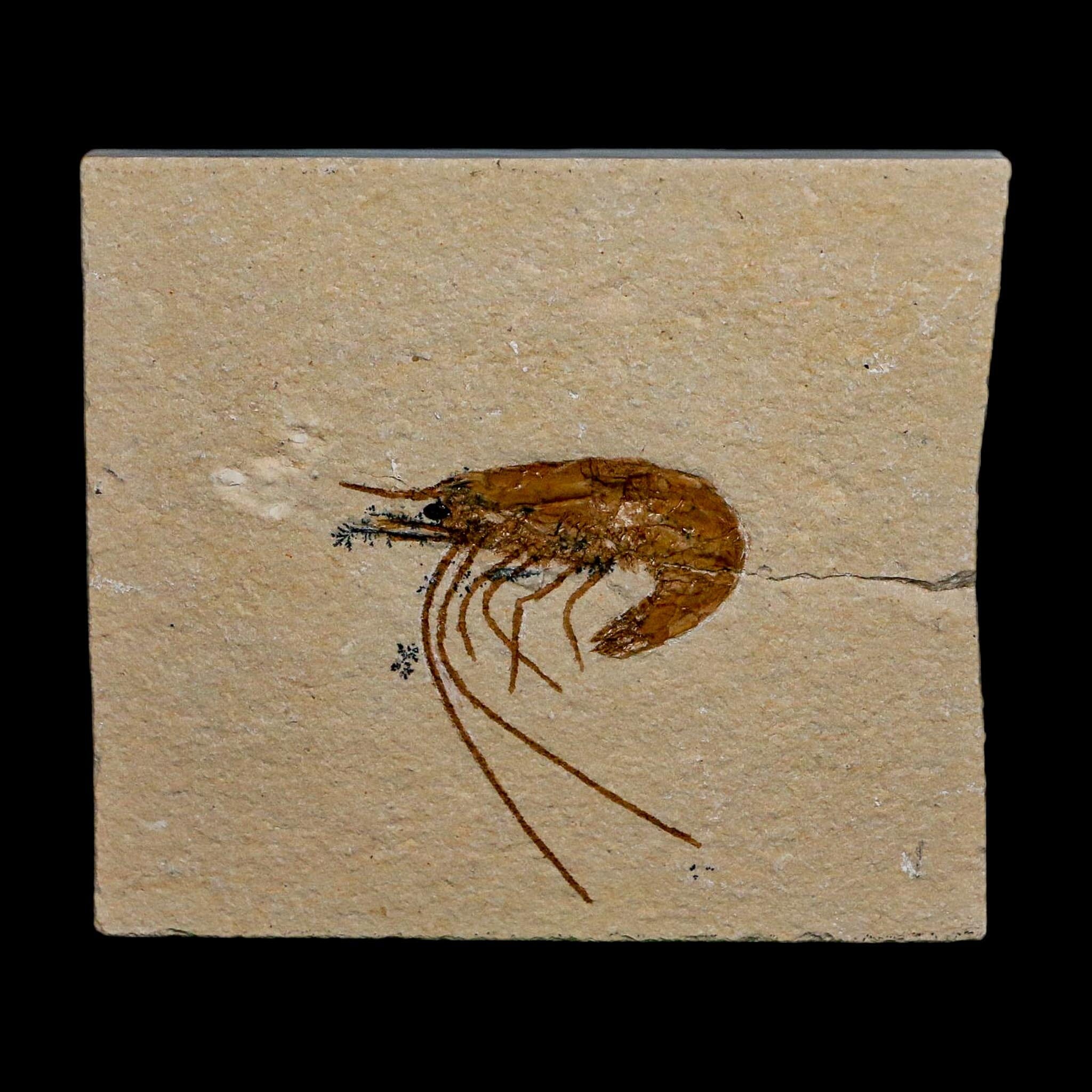 1.3" Fossil Shrimp Carpopenaeus Cretaceous Age 100 Mil Yrs Old Lebanon COA - Fossil Age Minerals
