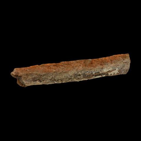 4.5" Corythosaurus Fossil Limb Bone Section Judith River Cretaceous Dinosaur COA - Fossil Age Minerals