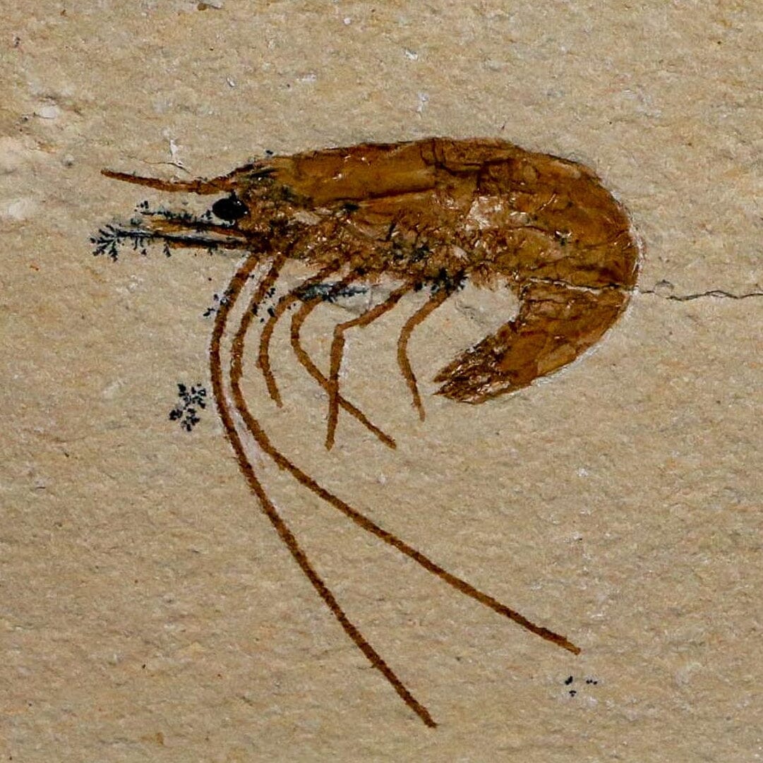 1.3" Fossil Shrimp Carpopenaeus Cretaceous Age 100 Mil Yrs Old Lebanon COA - Fossil Age Minerals