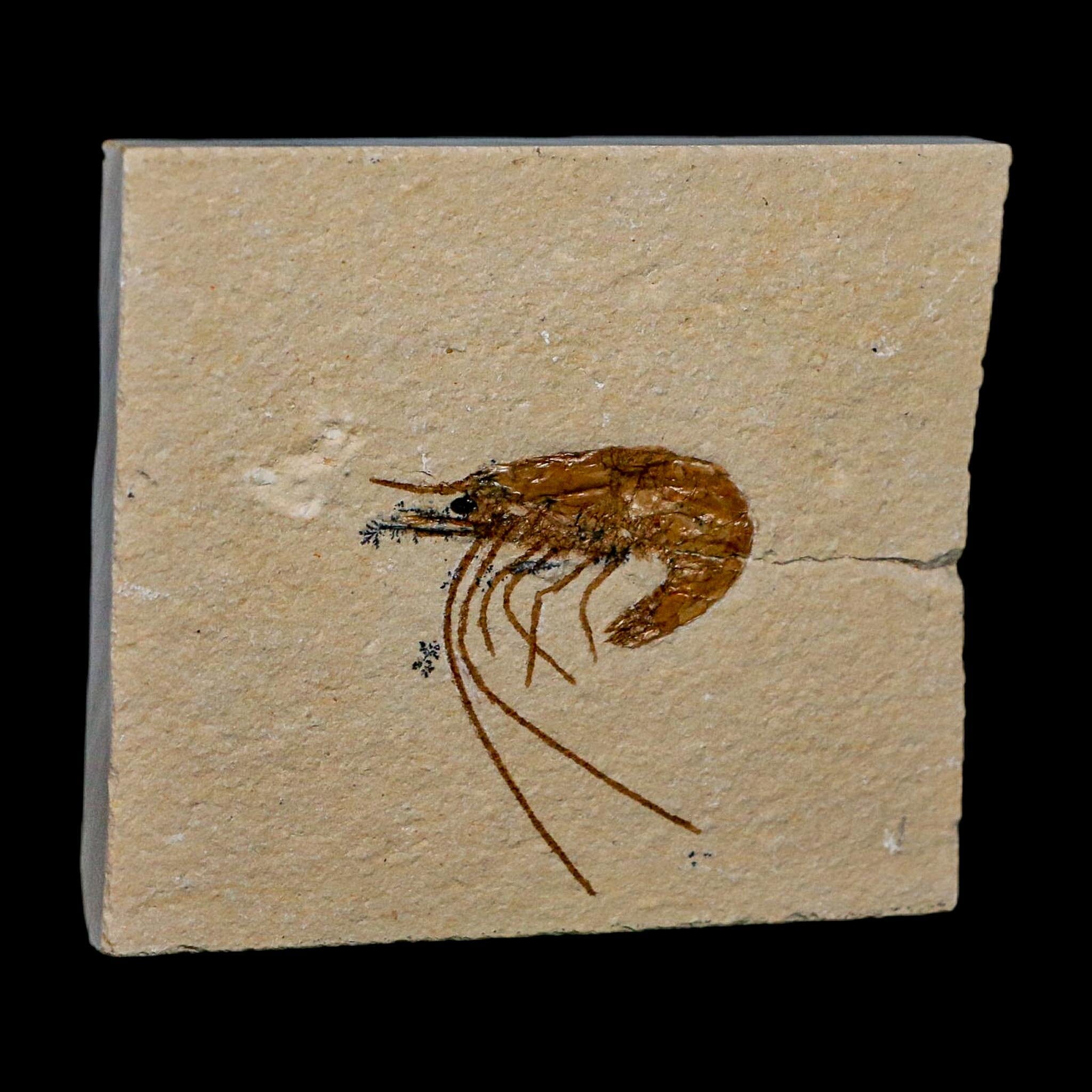 1.3" Fossil Shrimp Carpopenaeus Cretaceous Age 100 Mil Yrs Old Lebanon COA - Fossil Age Minerals