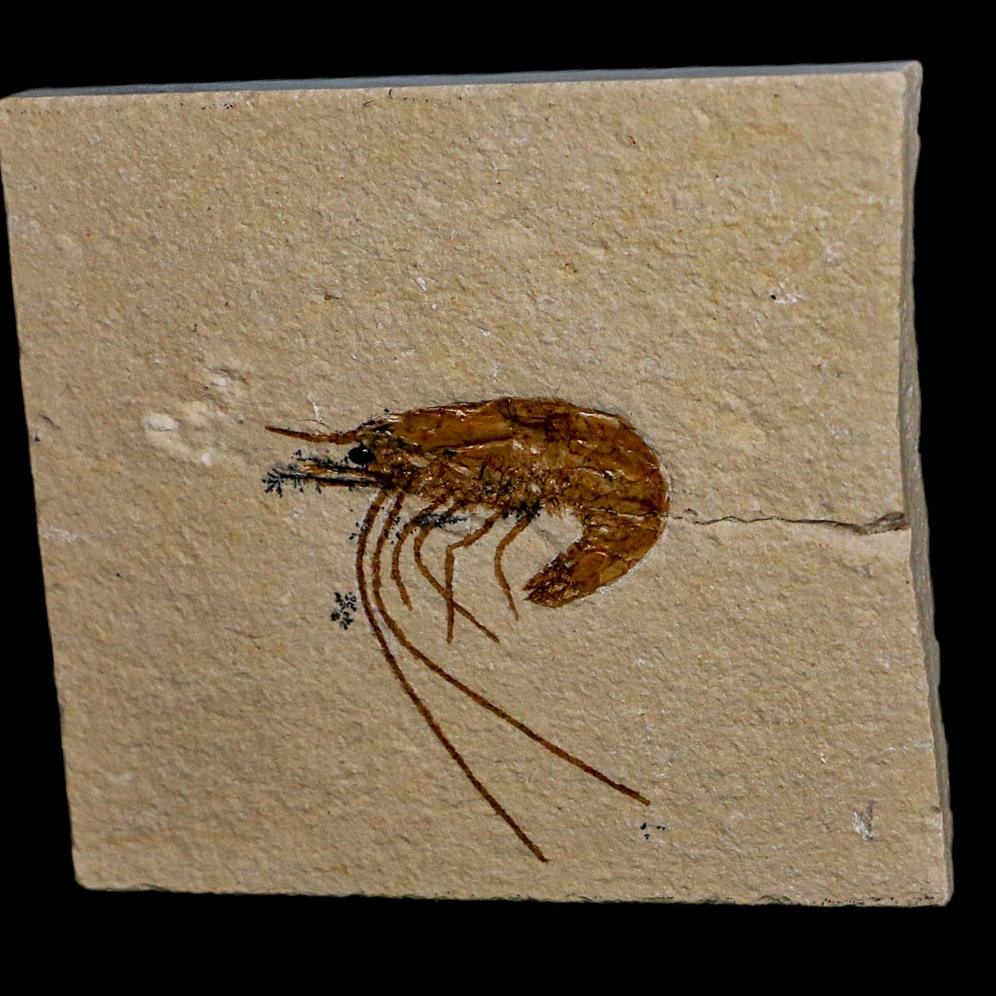 1.3" Fossil Shrimp Carpopenaeus Cretaceous Age 100 Mil Yrs Old Lebanon COA - Fossil Age Minerals
