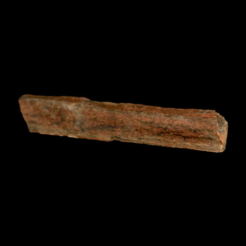 4.3" Corythosaurus Fossil Limb Bone Section Judith River Cretaceous Dinosaur COA - Fossil Age Minerals