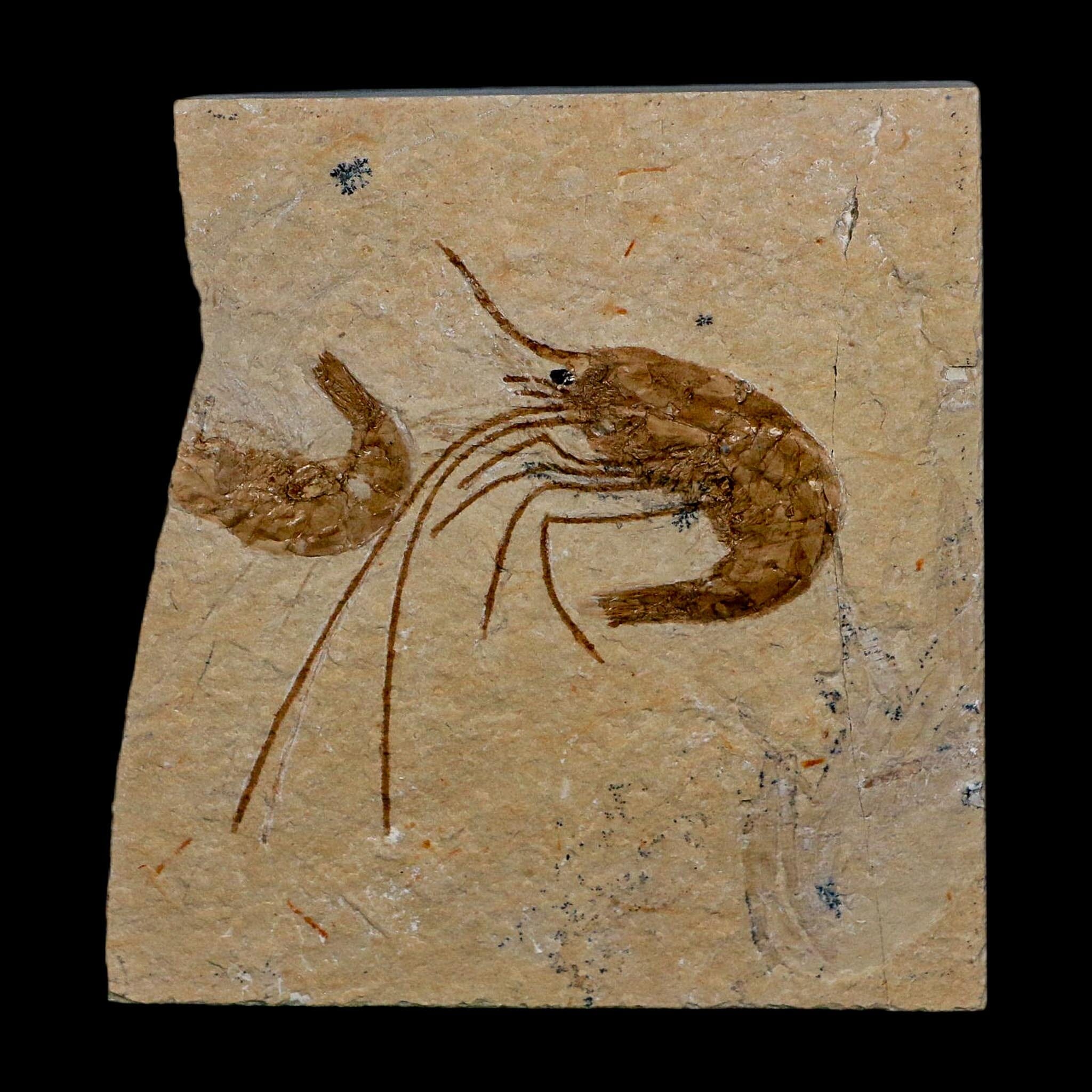 1.8" Fossil Shrimp Carpopenaeus Cretaceous Age 100 Mil Yrs Old Lebanon COA - Fossil Age Minerals