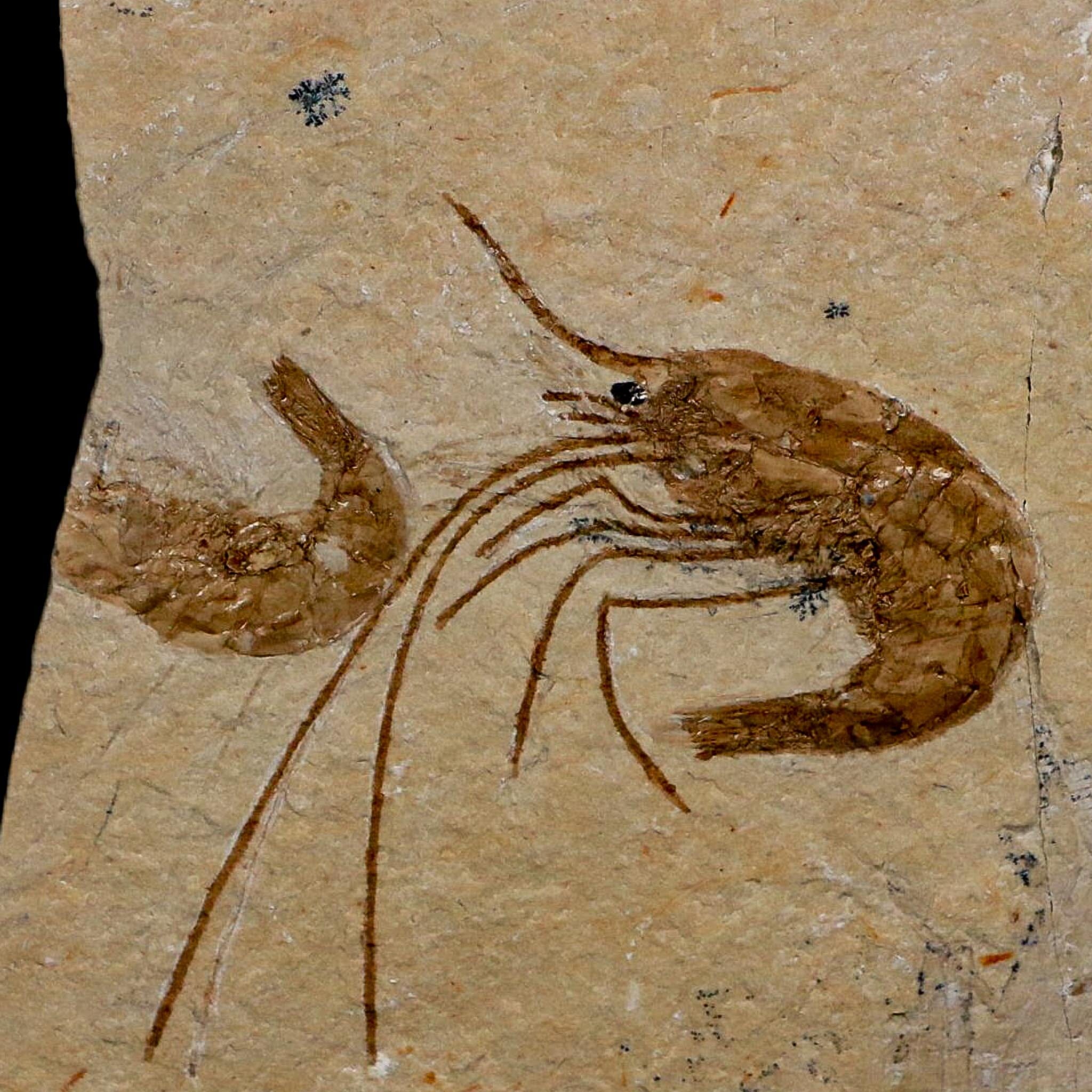1.8" Fossil Shrimp Carpopenaeus Cretaceous Age 100 Mil Yrs Old Lebanon COA - Fossil Age Minerals