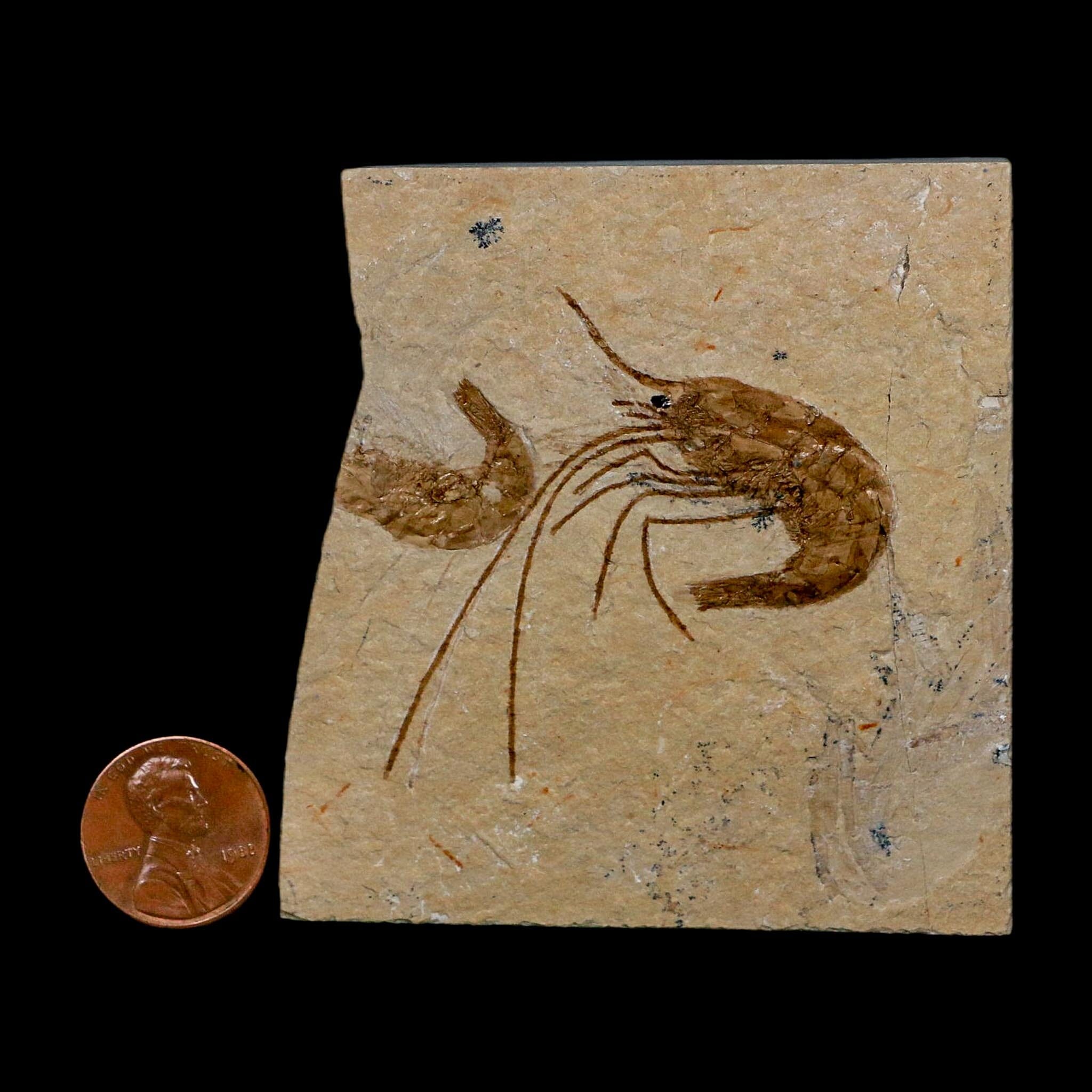 1.8" Fossil Shrimp Carpopenaeus Cretaceous Age 100 Mil Yrs Old Lebanon COA - Fossil Age Minerals