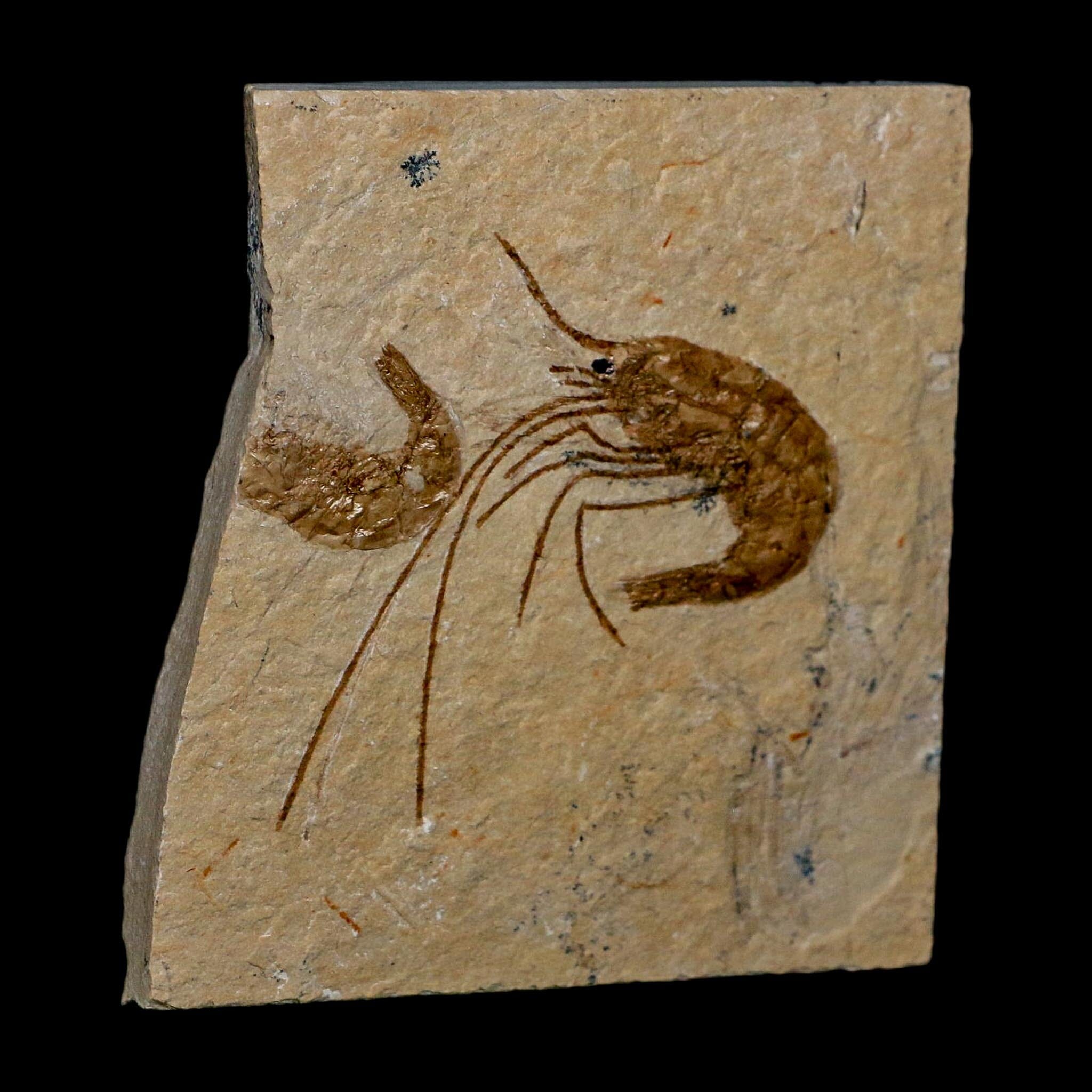 1.8" Fossil Shrimp Carpopenaeus Cretaceous Age 100 Mil Yrs Old Lebanon COA - Fossil Age Minerals