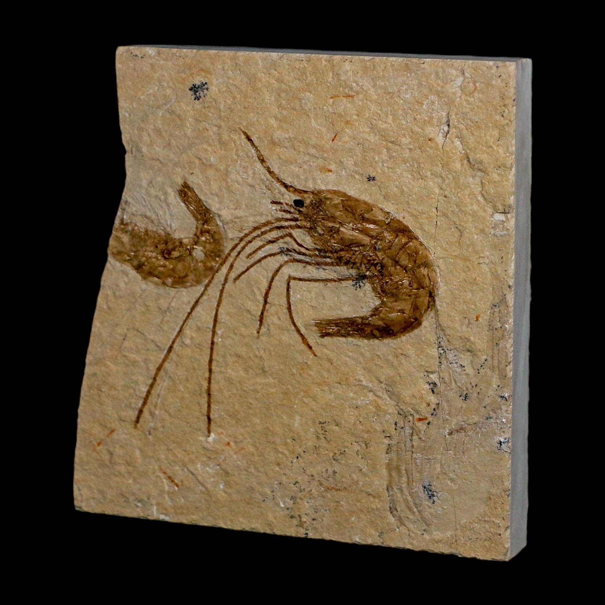 1.8" Fossil Shrimp Carpopenaeus Cretaceous Age 100 Mil Yrs Old Lebanon COA - Fossil Age Minerals