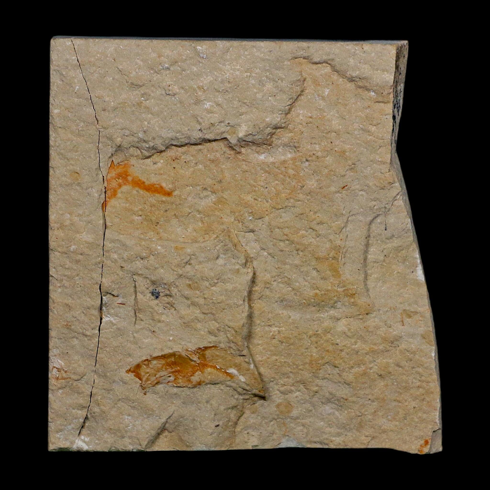 1.8" Fossil Shrimp Carpopenaeus Cretaceous Age 100 Mil Yrs Old Lebanon COA - Fossil Age Minerals
