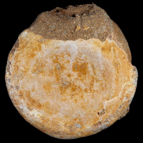 XL 4.8" Plesiosaur Fossil Vertebrae Cretaceous Dinosaur Era Morocco Zarafasaura COA - Fossil Age Minerals