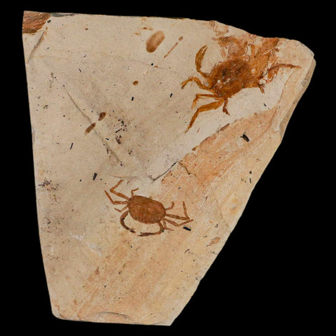 2 Two Fossil Crab Pinnixa Galliheri Pea Crab Monterey Cty San Luis Obispo Miocene COA - Fossil Age Minerals