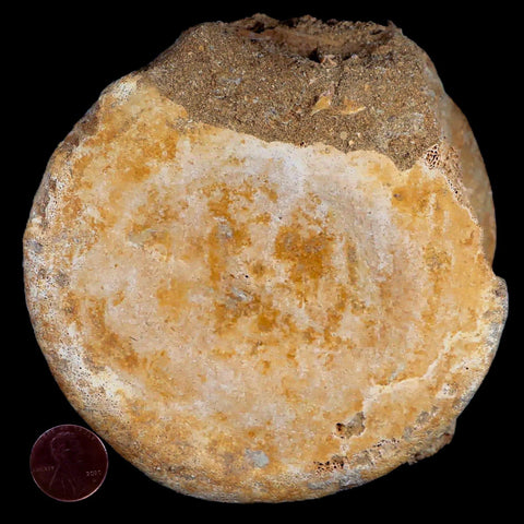 XL 4.8" Plesiosaur Fossil Vertebrae Cretaceous Dinosaur Era Morocco Zarafasaura COA - Fossil Age Minerals