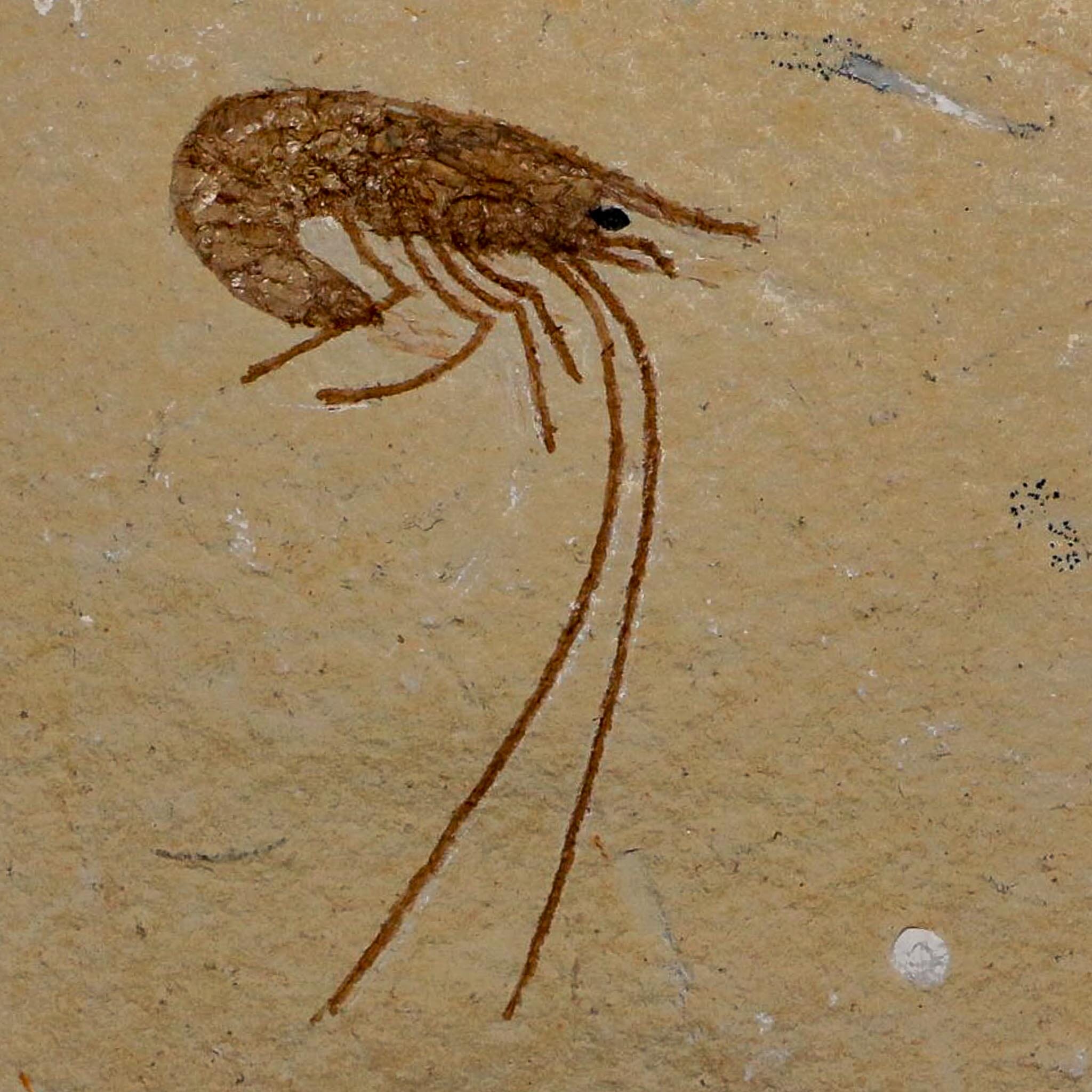 1.8" Fossil Shrimp Carpopenaeus Cretaceous Age 100 Mil Yrs Old Lebanon COA - Fossil Age Minerals