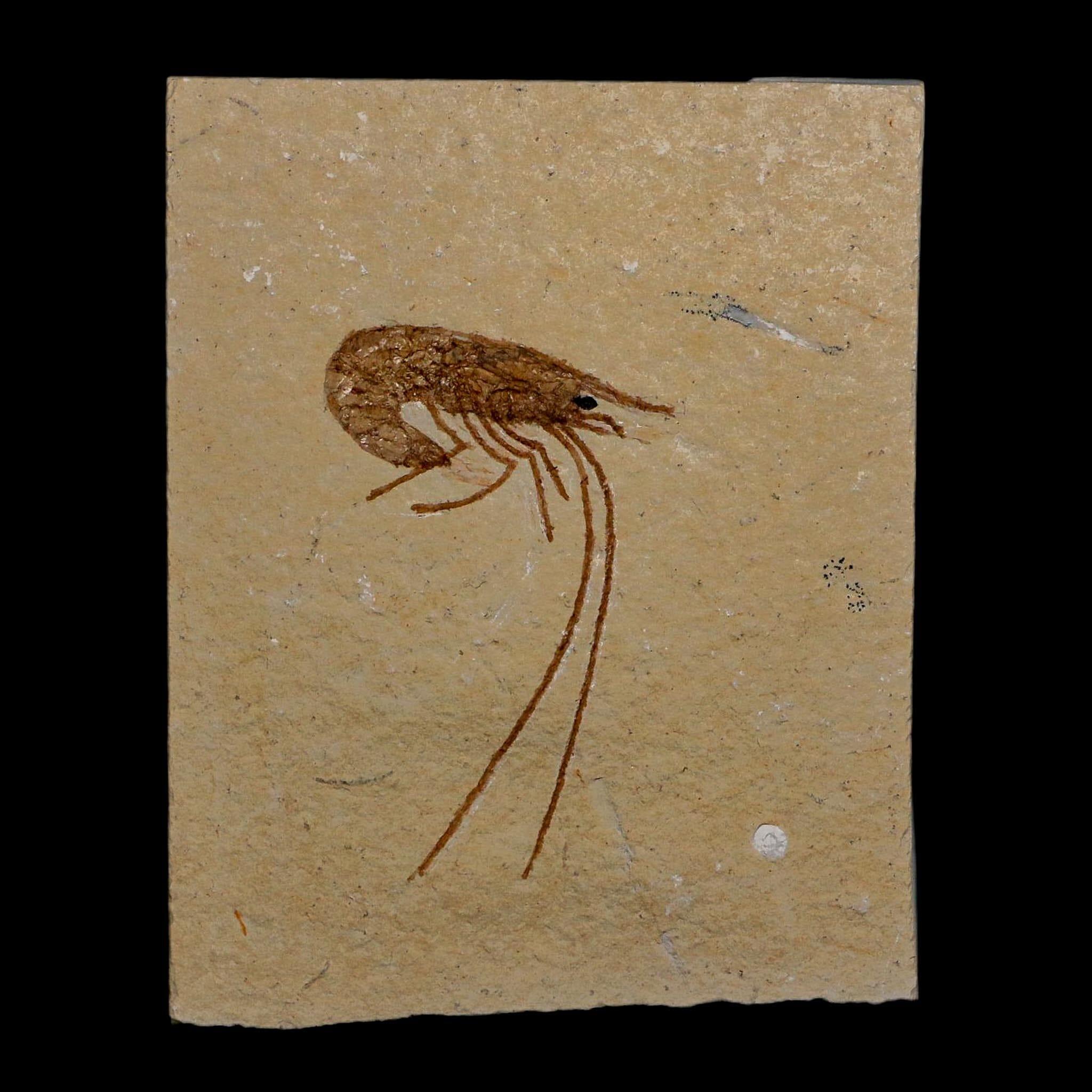1.8" Fossil Shrimp Carpopenaeus Cretaceous Age 100 Mil Yrs Old Lebanon COA - Fossil Age Minerals