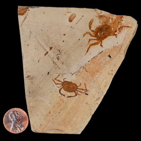 2 Two Fossil Crab Pinnixa Galliheri Pea Crab Monterey Cty San Luis Obispo Miocene COA - Fossil Age Minerals