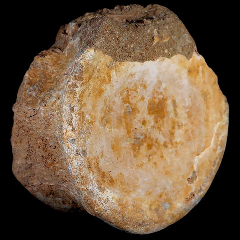 XL 4.8" Plesiosaur Fossil Vertebrae Cretaceous Dinosaur Era Morocco Zarafasaura COA - Fossil Age Minerals