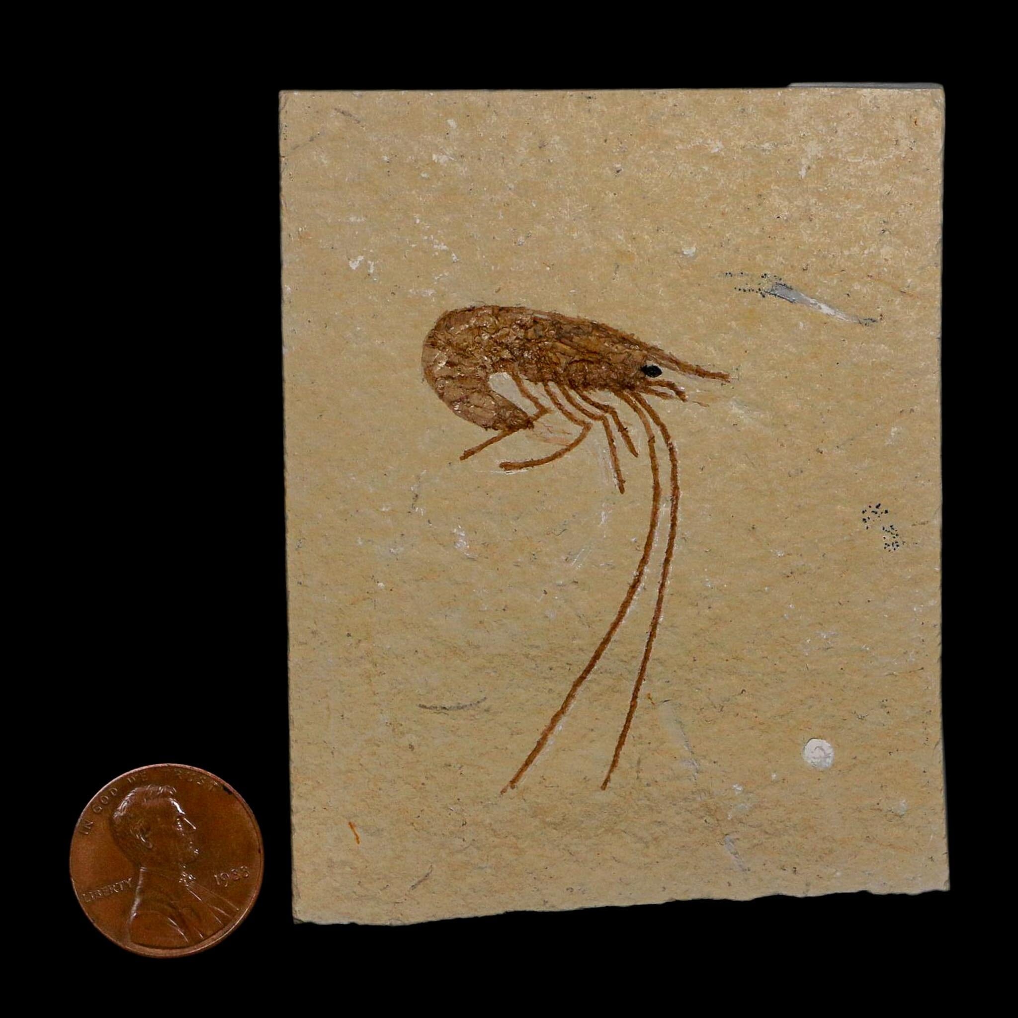 1.8" Fossil Shrimp Carpopenaeus Cretaceous Age 100 Mil Yrs Old Lebanon COA - Fossil Age Minerals