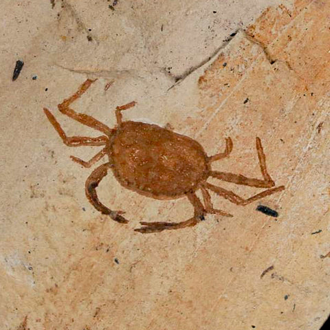 2 Two Fossil Crab Pinnixa Galliheri Pea Crab Monterey Cty San Luis Obispo Miocene COA - Fossil Age Minerals