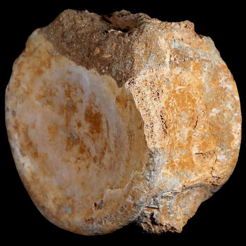 XL 4.8" Plesiosaur Fossil Vertebrae Cretaceous Dinosaur Era Morocco Zarafasaura COA - Fossil Age Minerals