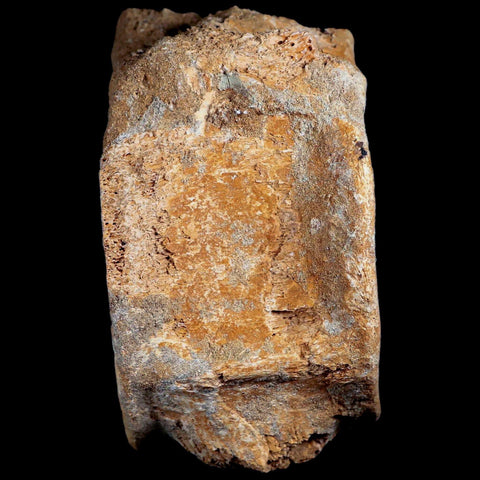 XL 4.8" Plesiosaur Fossil Vertebrae Cretaceous Dinosaur Era Morocco Zarafasaura COA - Fossil Age Minerals