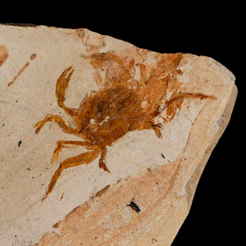 2 Two Fossil Crab Pinnixa Galliheri Pea Crab Monterey Cty San Luis Obispo Miocene COA - Fossil Age Minerals