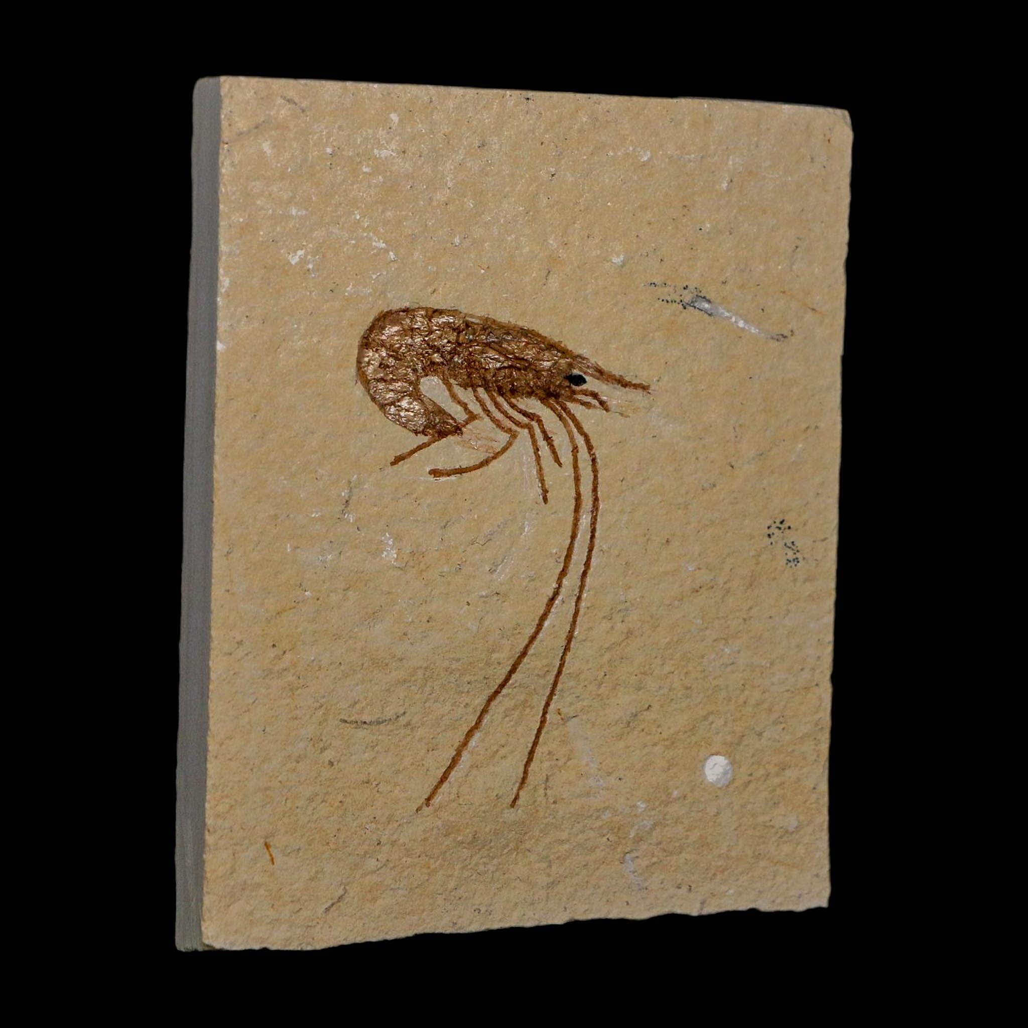 1.8" Fossil Shrimp Carpopenaeus Cretaceous Age 100 Mil Yrs Old Lebanon COA - Fossil Age Minerals
