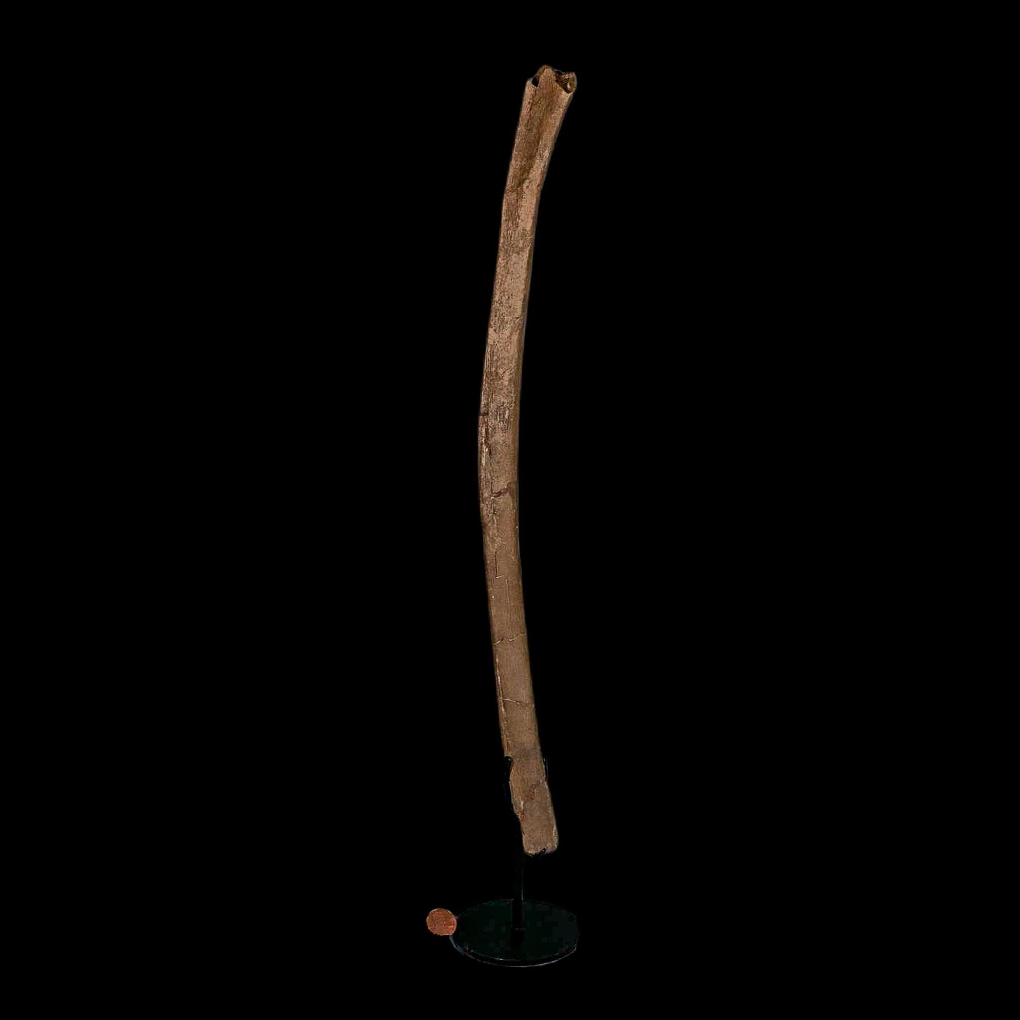 16.8" Dromaeosaurus Raptor Fossil Rib Bone Cretaceous Dinosaur Hell Creek MT COA - Fossil Age Minerals