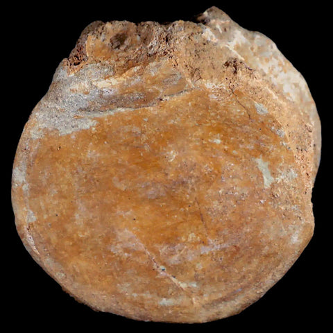 XL 4.8" Plesiosaur Fossil Vertebrae Cretaceous Dinosaur Era Morocco Zarafasaura COA - Fossil Age Minerals