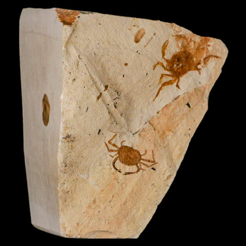 2 Two Fossil Crab Pinnixa Galliheri Pea Crab Monterey Cty San Luis Obispo Miocene COA - Fossil Age Minerals