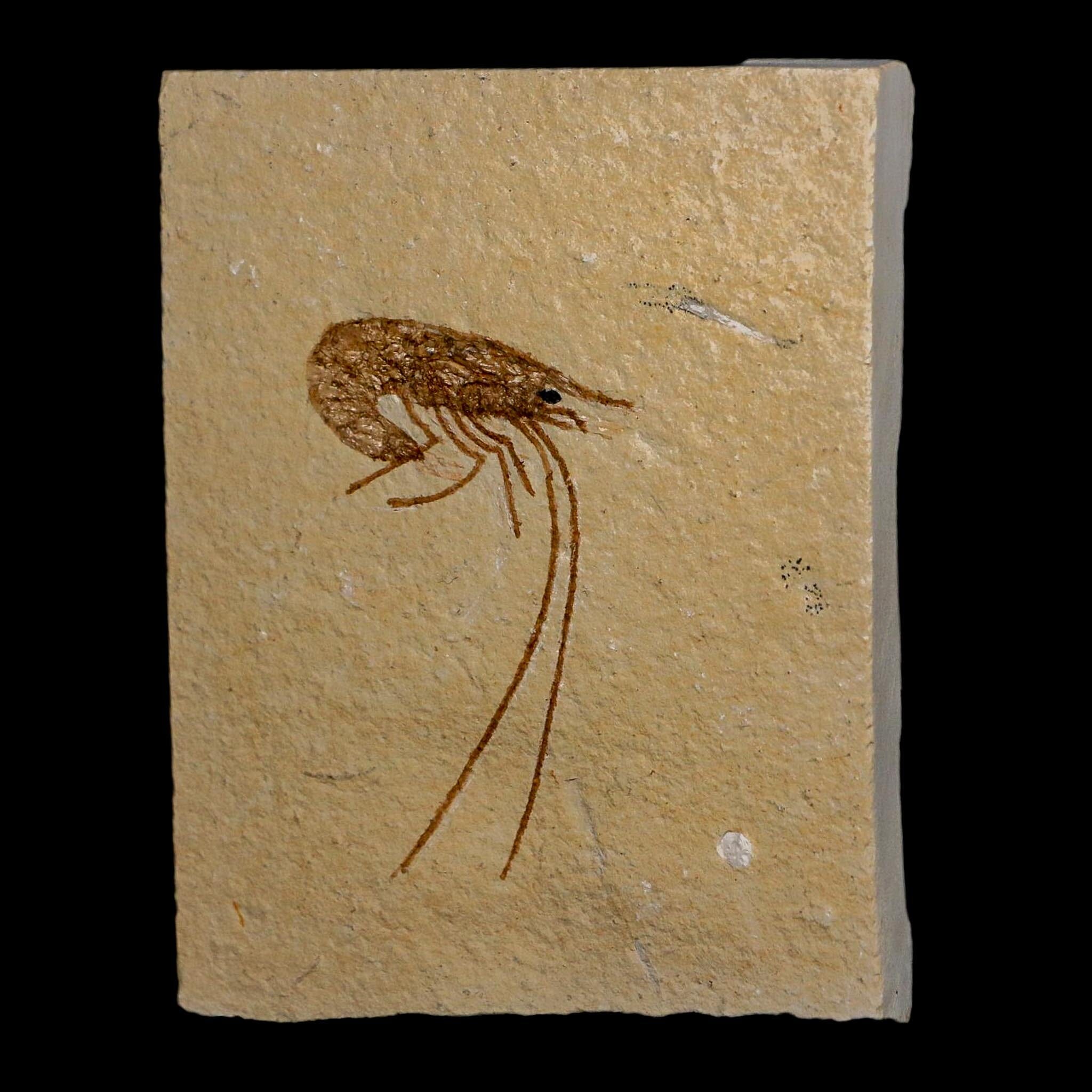 1.8" Fossil Shrimp Carpopenaeus Cretaceous Age 100 Mil Yrs Old Lebanon COA - Fossil Age Minerals