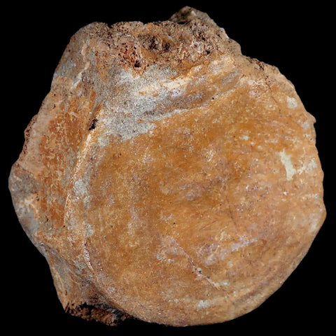 XL 4.8" Plesiosaur Fossil Vertebrae Cretaceous Dinosaur Era Morocco Zarafasaura COA - Fossil Age Minerals