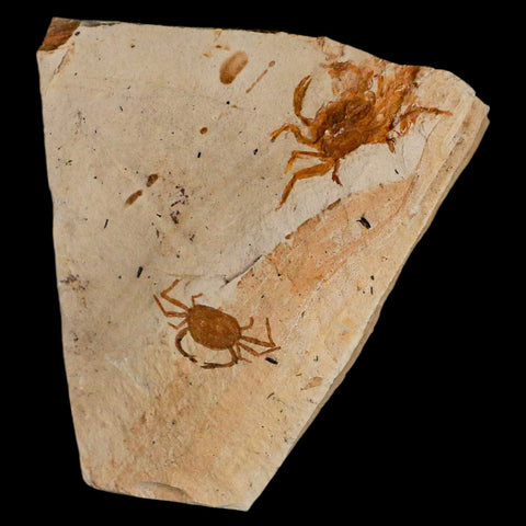 2 Two Fossil Crab Pinnixa Galliheri Pea Crab Monterey Cty San Luis Obispo Miocene COA - Fossil Age Minerals