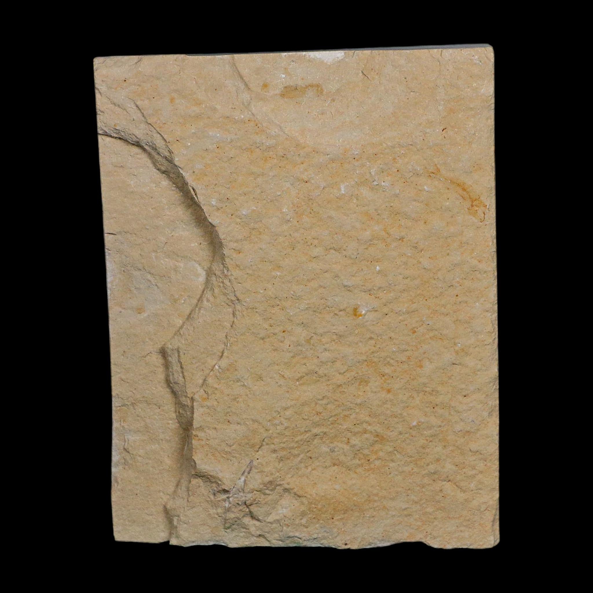 1.8" Fossil Shrimp Carpopenaeus Cretaceous Age 100 Mil Yrs Old Lebanon COA